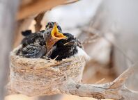 ChirpNest